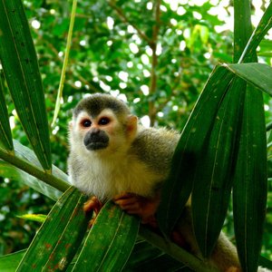 Singe   Parc national Manuel Antonio   Costa Rica