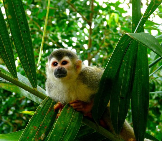 Singe   Parc national Manuel Antonio   Costa Rica