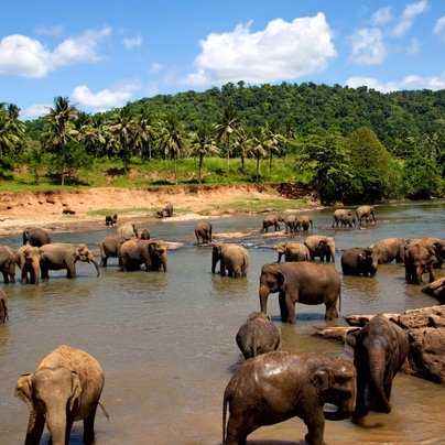 Sri lanka elephants