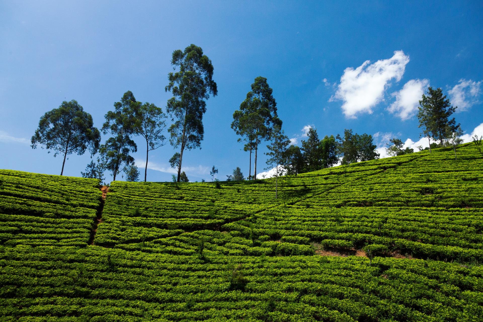 Sri lanka Nuwara Eliya