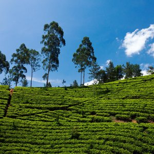 Sri lanka Nuwara Eliya