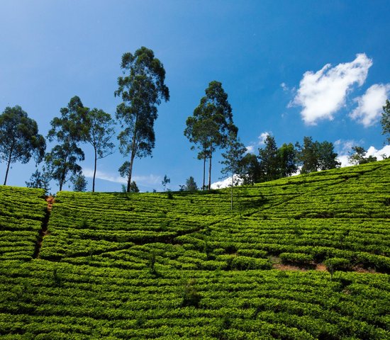 Sri lanka Nuwara Eliya