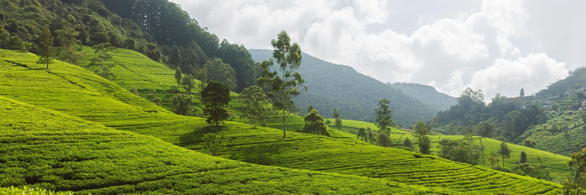Sri Lanka ou Inde ?