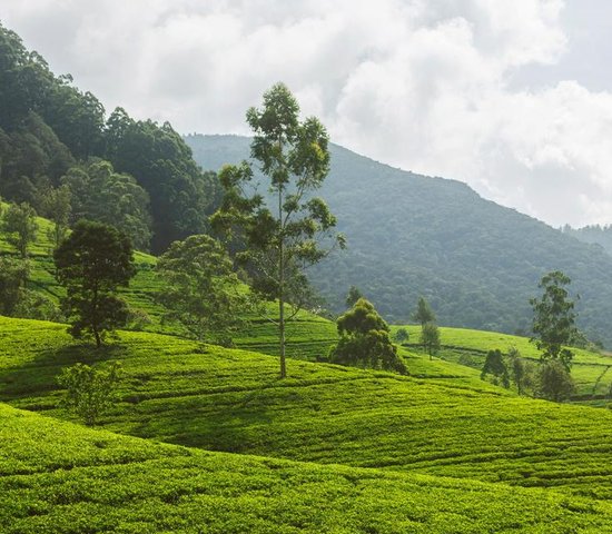 Sri Lanka ou Inde ?