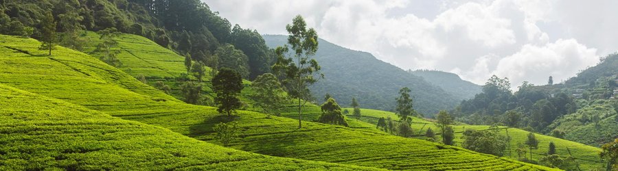 Sri Lanka ou Inde ?