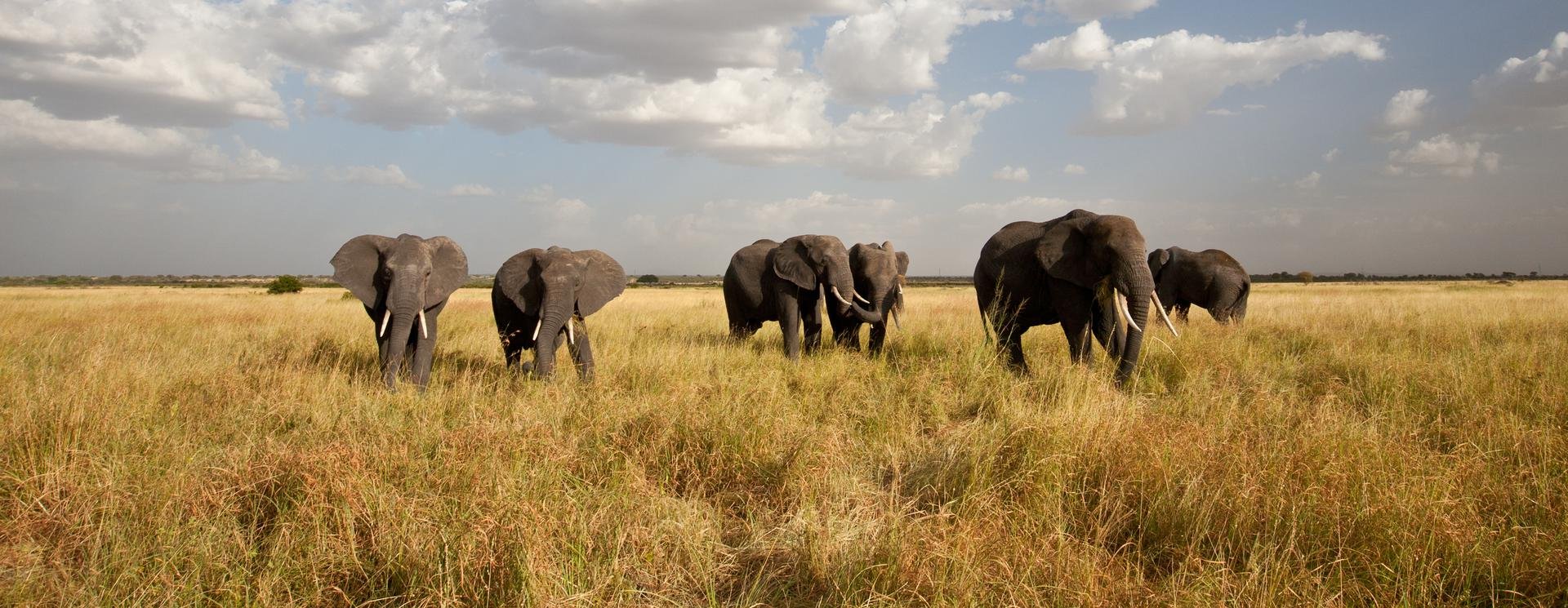 tanzanie elephants safari