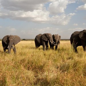 tanzanie elephants safari