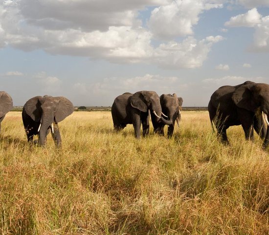 tanzanie elephants safari