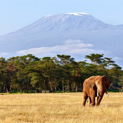 tanzanie kilimanjaro savane safari elephants