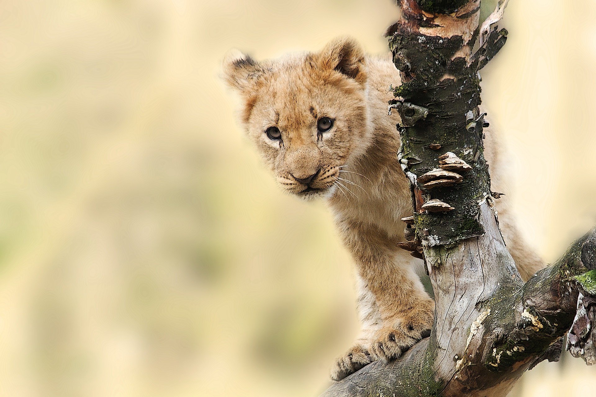 tanzanie lion safari