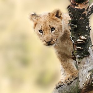 tanzanie lion safari