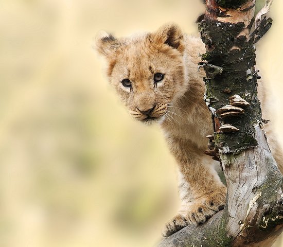 tanzanie lion safari