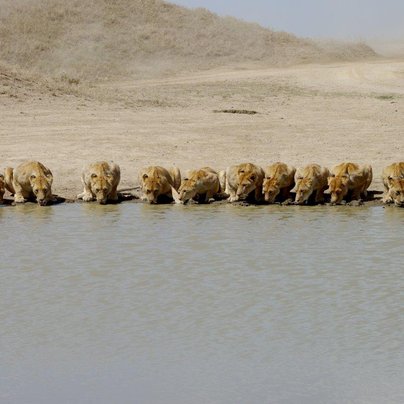 tanzanie lionnes