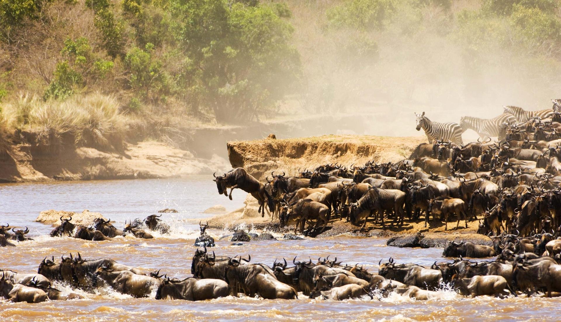 tanzanie migration gnous