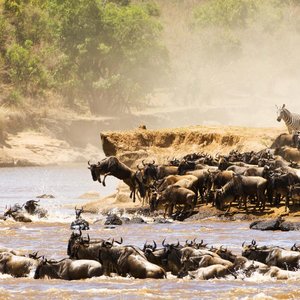 tanzanie migration gnous