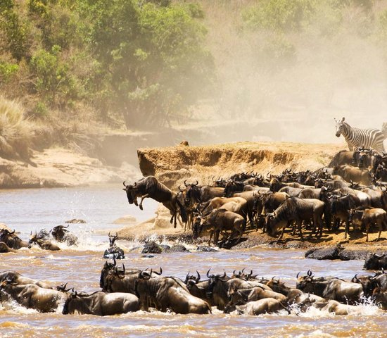 tanzanie migration gnous