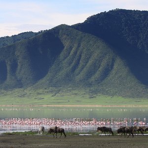 Cratère de Ngorongoro, Tanzanie