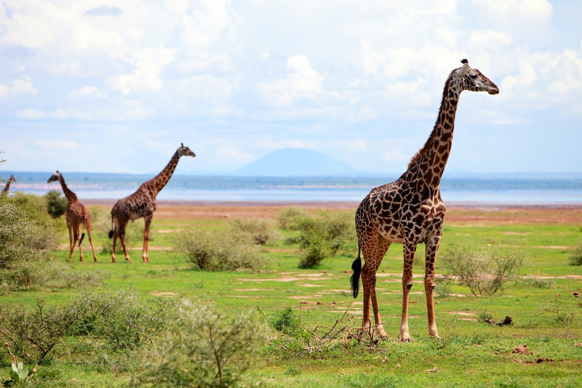 Girafes, Manyara, Tanzanie