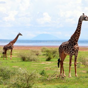 Girafes, Manyara, Tanzanie