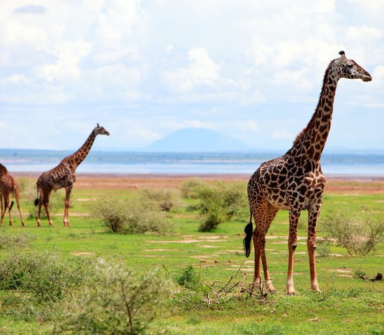Girafes, Manyara, Tanzanie