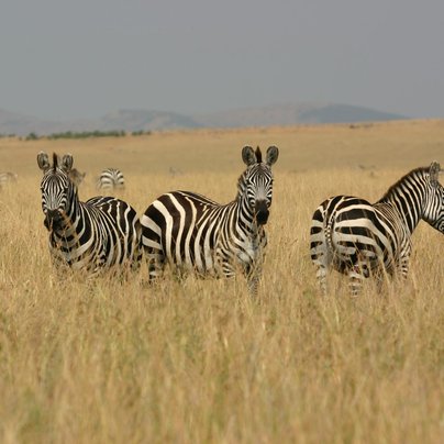 tanzanie safari zebre