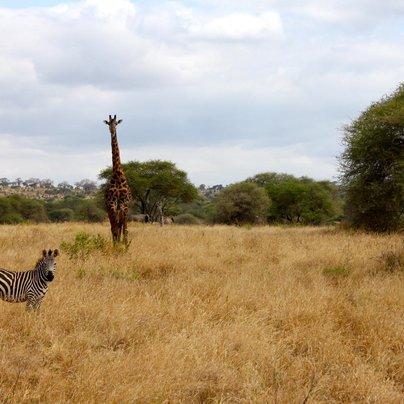 tanzanie safari