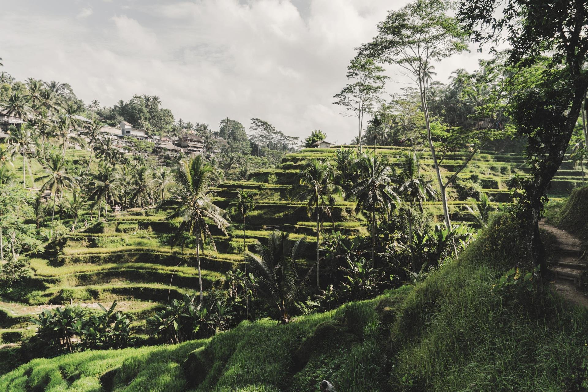 Tegallalang Indonesie