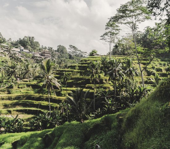 Tegallalang Indonesie