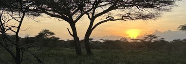 Souvenir du voyage de François, Tanzanie