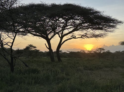 Souvenir du voyage de François, Tanzanie
