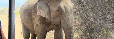 Souvenir du voyage de Charlotte, Sri Lanka