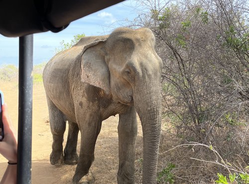 Souvenir du voyage de Charlotte, Sri Lanka