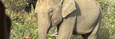 Souvenir du voyage de Charlotte, Sri Lanka