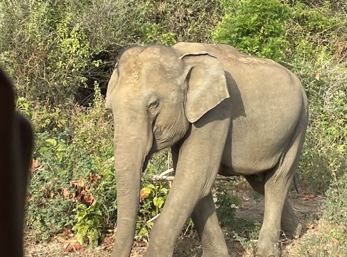 Souvenir du voyage de Charlotte, Sri Lanka