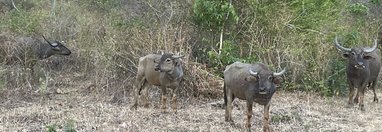 Souvenir du voyage de Charlotte, Sri Lanka