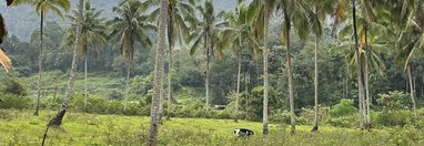 Souvenir du voyage de Charlotte, Sri Lanka