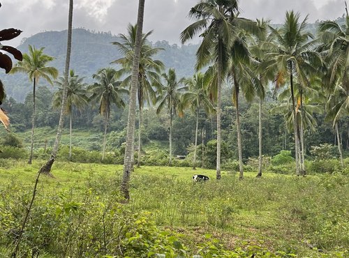 Souvenir du voyage de Charlotte, Sri Lanka