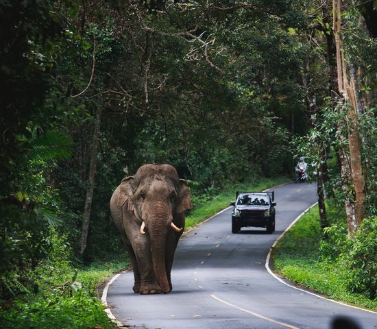 Parc national Khao Yai, Thaïlande