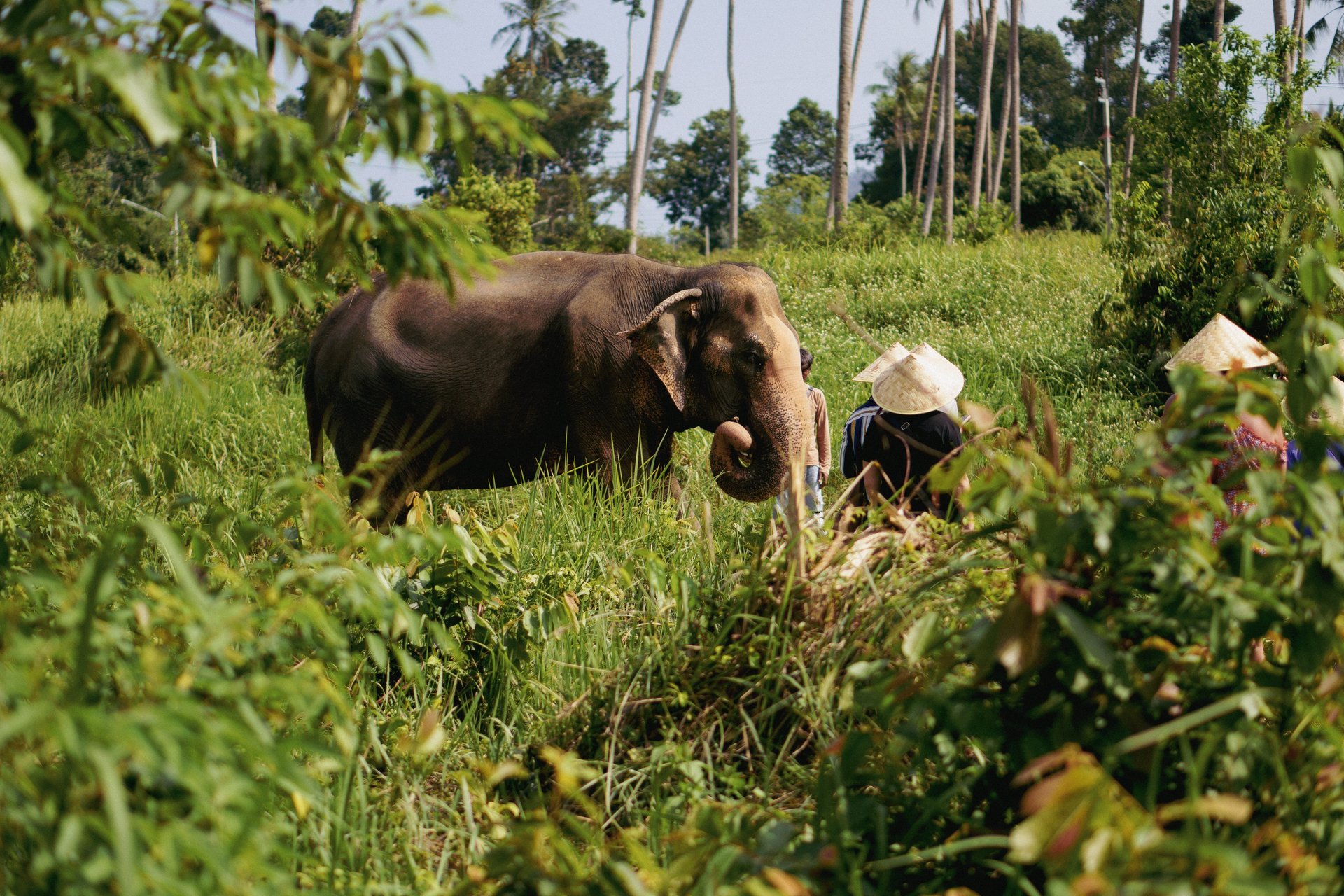 Eléphants en arrière plan à Koh Samui, Thaïlande