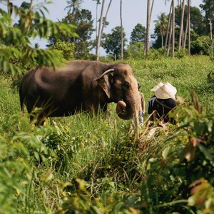 Eléphants en arrière plan à Koh Samui, Thaïlande