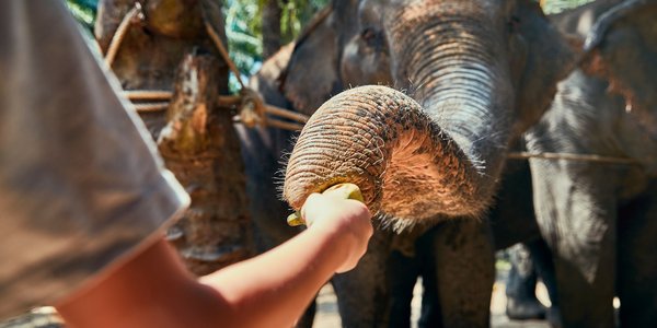 thailande sanctuaire elephants