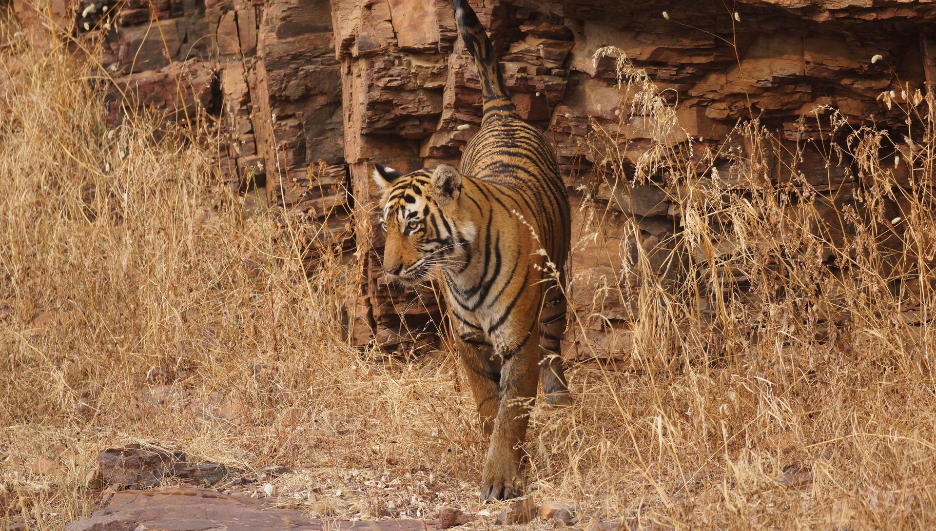 tigre ranthambore