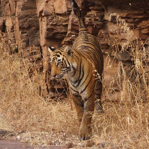 tigre ranthambore