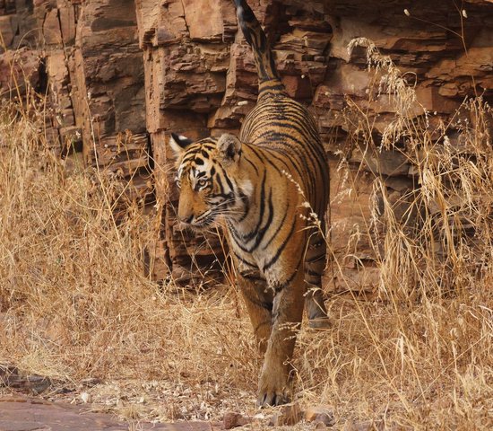 tigre ranthambore