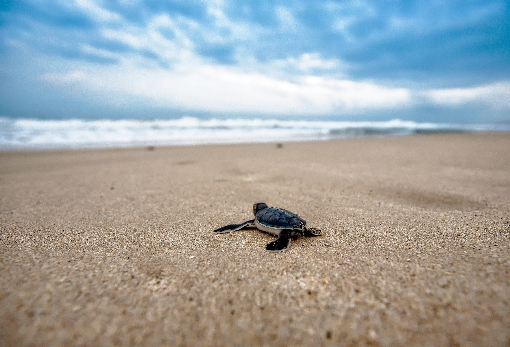 tortue colombie