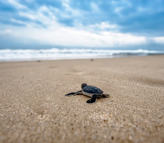 tortue colombie