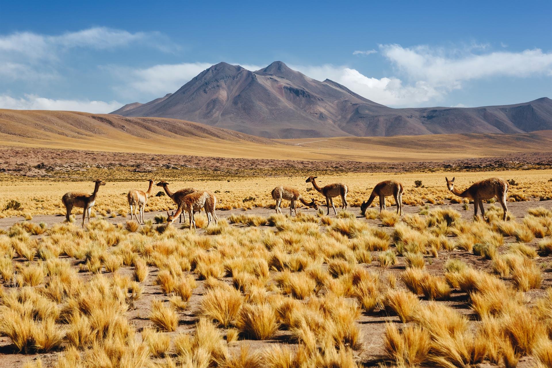Traversée intégrale de l'atiplano et désert d’Atacama