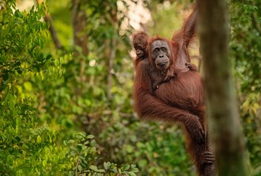 Trek dans la jungle de Sumatra