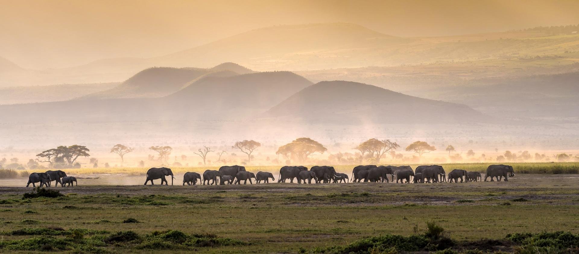 Troupeau éléphant   sécurité