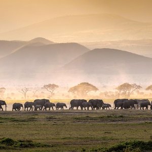 Troupeau éléphant   sécurité